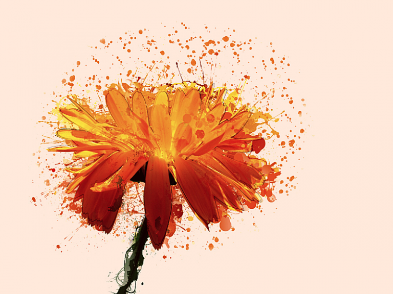 nagietek ogrody piękna