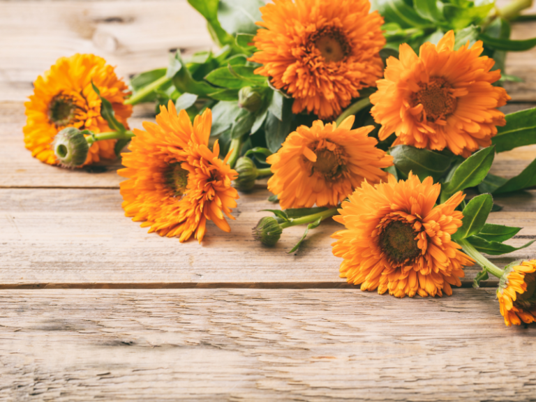 maść z nagietka ogrody piękna