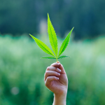 czy konopie indyjskie są bezpieczne ogrody piękna