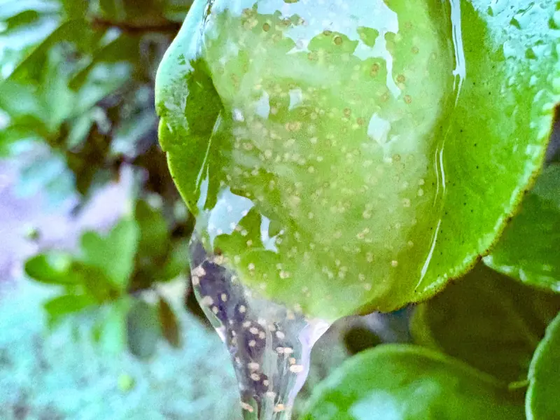 Żel aloesowy w pielęgnacji ogrody piękna