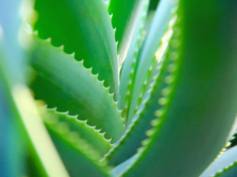 Aloes na włosy ogrody piękna